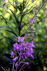 purple flowers of Chamaenerion angustifolium  blossoming plant on meadow 