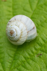 Vertical closeup on a small European air-breatihng snail, Cernuella virgata on a green leaf