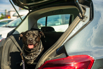 Pies w podróży, rasowy pies w samochodzie.  © Aneta