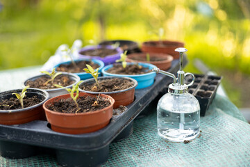 Growing tomato seedlings in different plastic reusable pots and small glass watering can. Planting vegetables. Growing food near home. Planting and eco gardening concept.