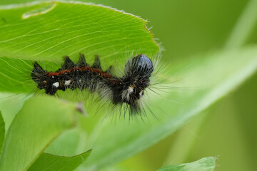 Closeup on a hairy caterpillar of the European Knot Grass owlet moth, Acronicta rumicis underneath a fresh green leaf