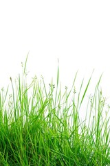 A serene landscape of a green grass field with a clear blue sky, perfect for outdoor scenes and nature photography