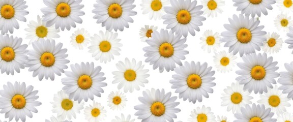Chamomile flowers collection on white. Set of colorful Chamomile or Daisy flowers background, top view. Floral pattern.