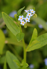 The forget-me-not swamp (Myosotis scorpioides) grows on the shore of the reservoir
