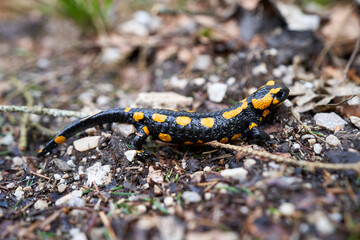 Spotted salamander, Ambystoma maculatum in a Forest