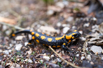 Spotted salamander, Ambystoma maculatum in a Forest