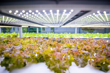 4K Ultra HD image of Caucasian Botanist Monitoring Lettuce Growth Under LED Lights in Vertical Farm