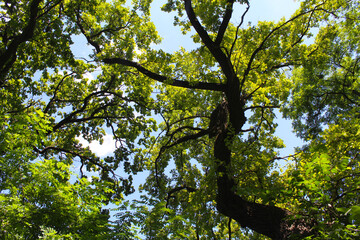 tree branches, trees with green leaves on the background of the blue sky 