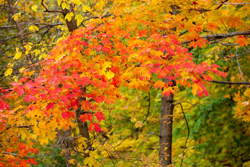 Colorful autumn maple leaves seem to float off the branches within Pike Lake Unit, Kettle Moraine...