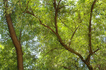 willow tree, willow tree branches with green leaves in summer © Iryna