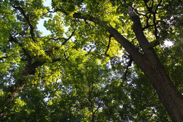 Fototapeta premium trees with green leaves on the background of the blue sky, leaves and sky