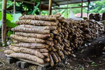 Cassava roots vital for food security and smallholder livelihoods in sustainable agriculture