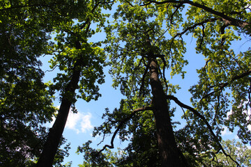 branches against sky, trees with green leaves on the background of the blue sky