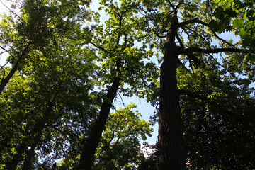 trees in the forest, trees with green leaves on the background of the blue sky