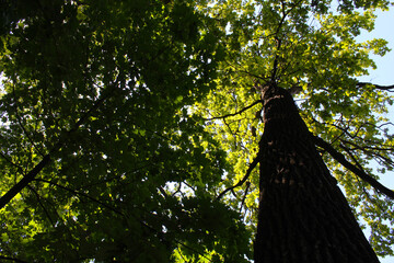 Fototapeta premium tree in the forest, trees with green leaves on the background of the blue sky 