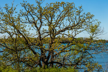 A very interesting oak tree grows along the shoreline of Pike Lake within Pike Lake Unit, Kettle Moraine State Forest, Hartford, Wisconsin in early May