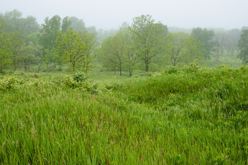 Fog settles over the field and trees within Pike Lake Unit, Kettle Moraine State Forest, Hartford, Wisconsin in mid-May