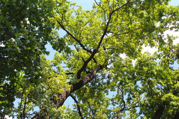 Obraz premium green leaves and sky,a tree with green leaves on a background of a blue sky 