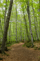 Green beech forest in a volcanic land beautiful wood landscape