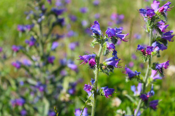 In nature, among the wild herbs bloom Echium vulgare