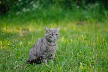 gray wild cat hunts in the field