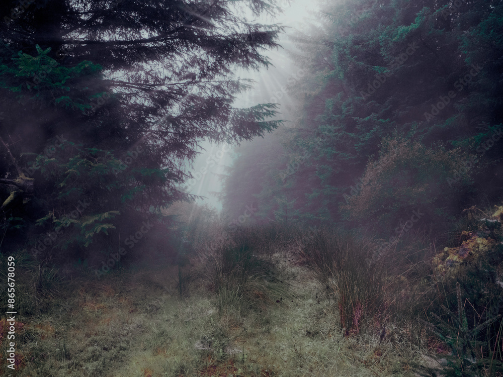 Wall mural small path between trees in the background. scene is calm and peaceful, as the rain creates a serene