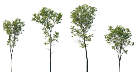 Set of 4 Ulmus pumila (Siberian elm, Asiatic elm) isolated png on a transparent background perfectly cutout