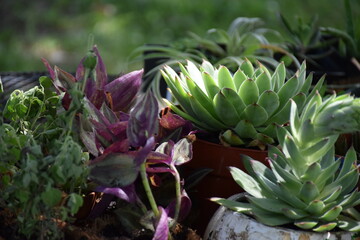 Obraz premium Hen and Chicks Plant