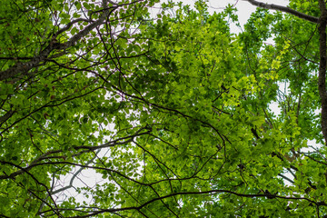 Obraz premium Green beech leaves background on a tree ceiling woodland forest