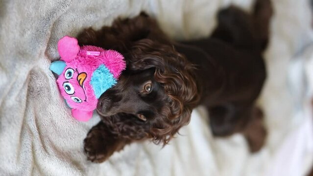 A cute English cocker spaniel puppy play with his pink toy fluffy ball. A English Cocker Spaniel puppy plays with his pink toy fluffy ball. A dark brown English Cocker Spaniel puppy on the bed.