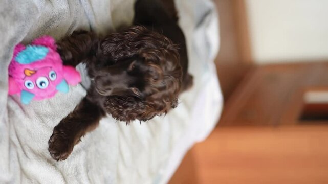 A cute English cocker spaniel puppy play with his pink toy fluffy ball. A English Cocker Spaniel puppy plays with his pink toy fluffy ball. A dark brown English Cocker Spaniel puppy on the bed.