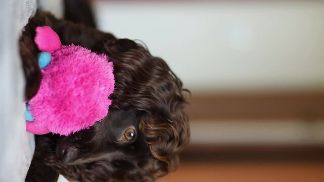 A cute English cocker spaniel puppy play with his pink toy fluffy ball. A English Cocker Spaniel puppy plays with his pink toy fluffy ball. A dark brown English Cocker Spaniel puppy on the bed.