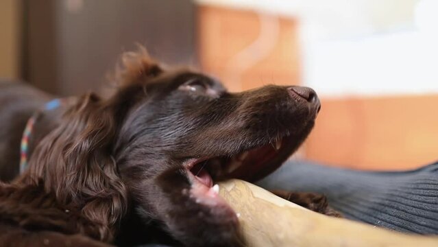 coffee wood stick for dogs. An English Cocker Spaniel puppy lies on the sofa at home and chews a coffee wood chewing stick, close-up. A young  English Cocker Spaniel plays with a stick. soft focus