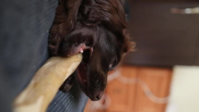 coffee wood stick for dogs. An English Cocker Spaniel puppy lies on the sofa at home and chews a coffee wood chewing stick, close-up. A young  English Cocker Spaniel plays with a stick. soft focus