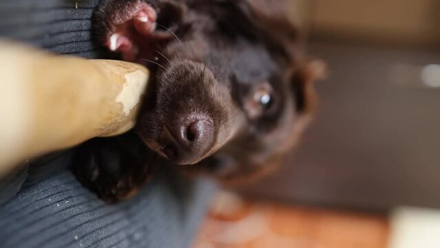 coffee wood stick for dogs. An English Cocker Spaniel puppy lies on the sofa at home and chews a coffee wood chewing stick, close-up. A young  English Cocker Spaniel plays with a stick. soft focus