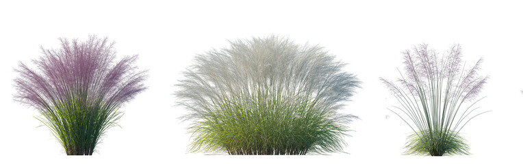 Set of Pink Muhly Grass (Muhlenbergia capillaris, Mule Grass, Pink Hair Grass, Purple Muhly) and...