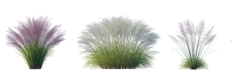 Set of Pink Muhly Grass (Muhlenbergia capillaris, Mule Grass, Pink Hair Grass, Purple Muhly) and Nassella tenuissima set isolated frontal png on a transparent background perfectly cutout
