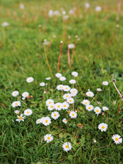 A field of white daisies is spread across the grass. The daisies are scattered in various sizes and positions, creating a sense of movement and life in the image. Selective focus. Nature scene