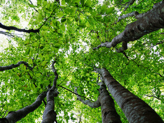Fototapeta premium A tree with green leaves is shown from below. The tree is surrounded by other trees, and the leaves are very green. The image has a peaceful and serene mood, as it captures the beauty of nature