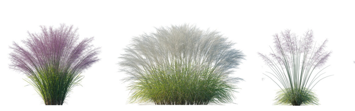 Set of Pink Muhly Grass (Muhlenbergia capillaris, Mule Grass, Pink Hair Grass, Purple Muhly) and Nassella tenuissima set isolated frontal png on a transparent background perfectly cutout