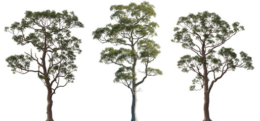 Eucalyptus citriodora and amygdalina (black peppermint) tree frontal set trees isolated png in sunny daylight on a transparent background perfectly cutout
