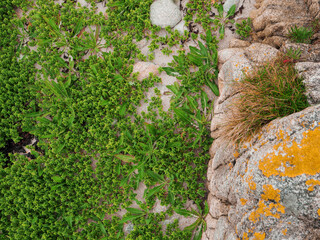 Top down view on a green grass which looks like a forest with exotic trees and mountain. Nature scene.