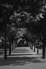 trees creating a tunnel over a sidewalk