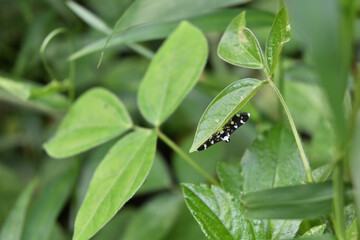 A cute face view of a hidden Dotted sable moth perched on the underside of a vine leaf