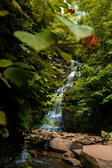 waterfall behind leaves and flowers in the forest 