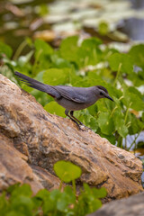 grey catbird on a rock