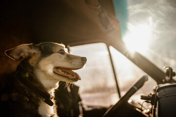 positive dog in a car in summer on a hot day.