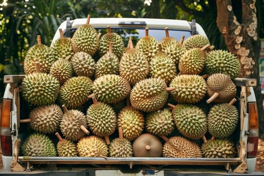 Durians in a pickup truck for trading in Thailand during summer