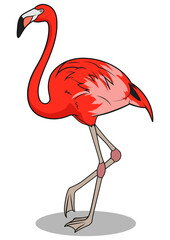 Flamingo learn birds educational game PNG illustration