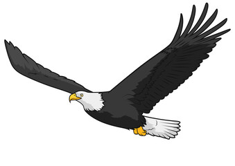 Eagle learn birds educational game PNG illustration